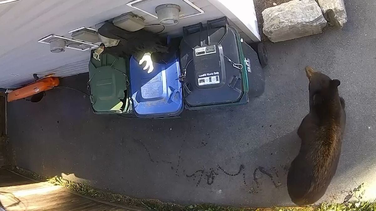 Squamish man uses motion-activated zombie to scare bears away from garbage
