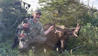 West coast N.L. hunter harvests 7-point bull moose only to find it has ‘no male parts’