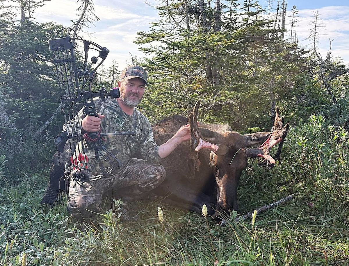 West coast N.L. hunter harvests 7-point bull moose only to find it has ‘no male parts’