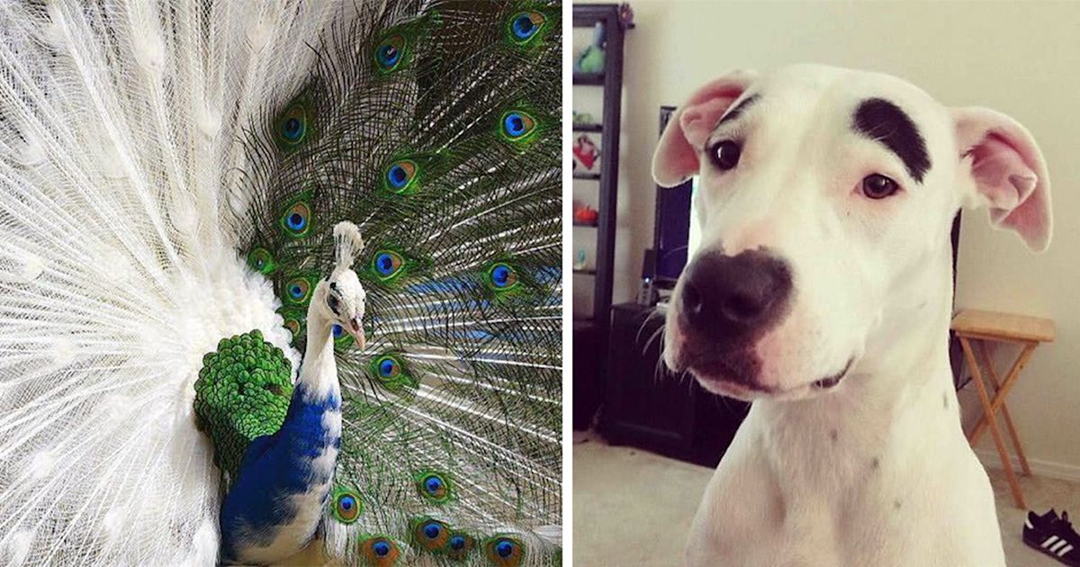 25 Amazing Animals with Astonishingly Unique and Rare Colors and Markings