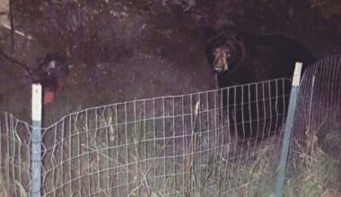 Want the bare facts on bears in Edmonton? We're pretty lucky, says U of A prof