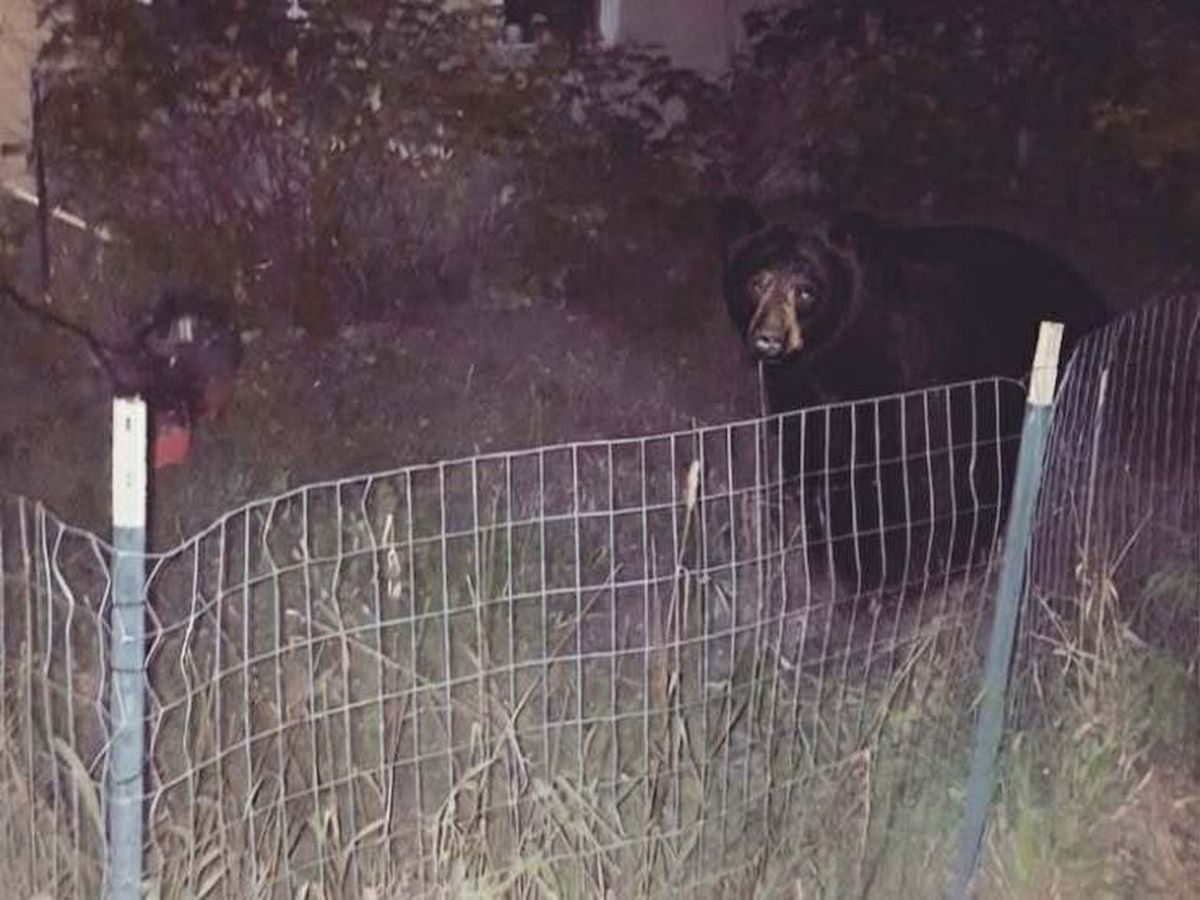 Want the bare facts on bears in Edmonton? We're pretty lucky, says U of A prof