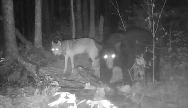Wolves stand to benefit as bear hunting begins in Minnesota