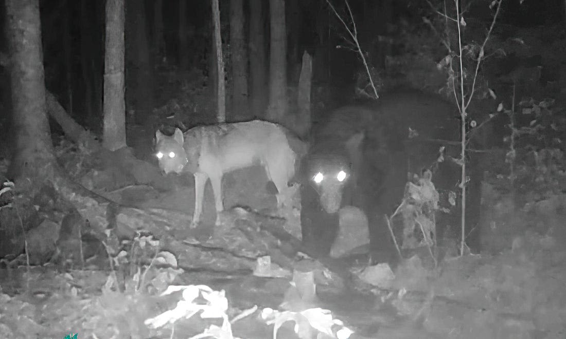 Wolves stand to benefit as bear hunting begins in Minnesota