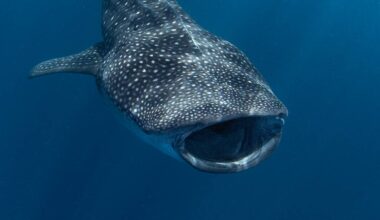 Whale Shark Filmed Off Malibu Adds to Growing List of Tropical Species Appearing in Southern California Waters