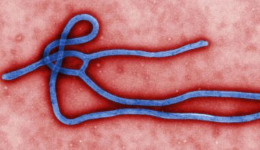 How bacteria hijack viruses to shuffle their own DNA