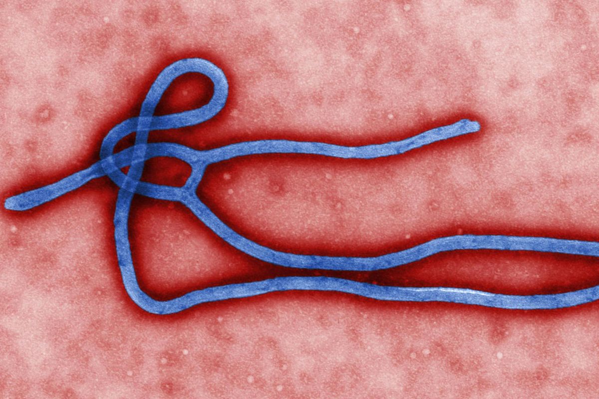 How bacteria hijack viruses to shuffle their own DNA