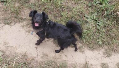After a 150-dog rescue in Canada, one pup went from fearing outdoors to embracing it