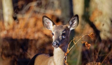 What's killing hundreds of deer? Here's what to know.