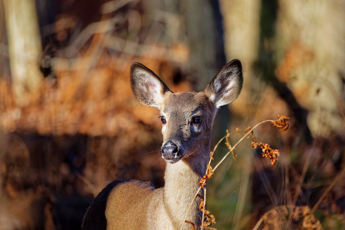What's killing hundreds of deer? Here's what to know.