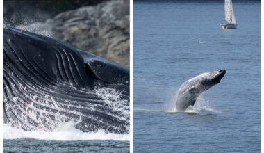Several humpback whales spotted near Vancouver BC