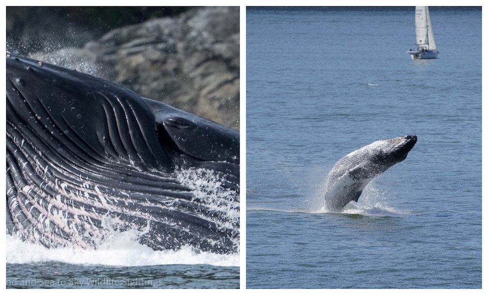 Several humpback whales spotted near Vancouver BC