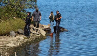 Police, fire, MNR staff pull tranquilized moose from water, into trailer