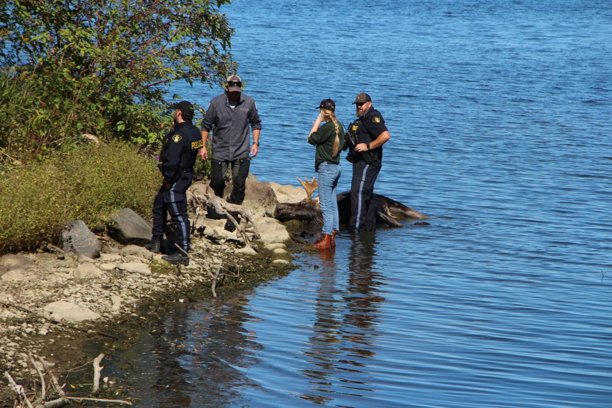 Police, fire, MNR staff pull tranquilized moose from water, into trailer
