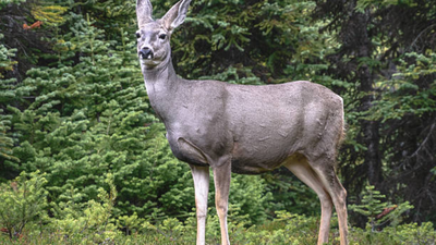 In the late 1920s, mule deer were brought to Catalina Island; now a judge has ordered for 2,000 of them to be culled
