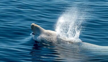 Did you know which marine animal still completely eludes scientists?