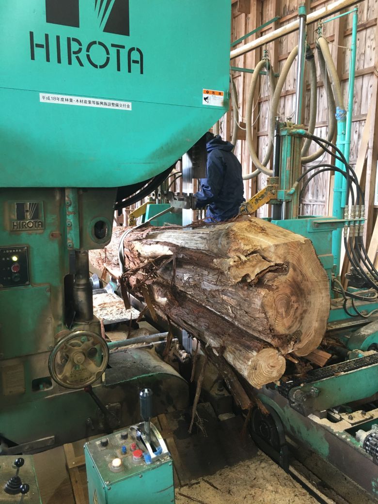 A kumahagi-damaged tree being processed before it is cut into wood for a surfboard.