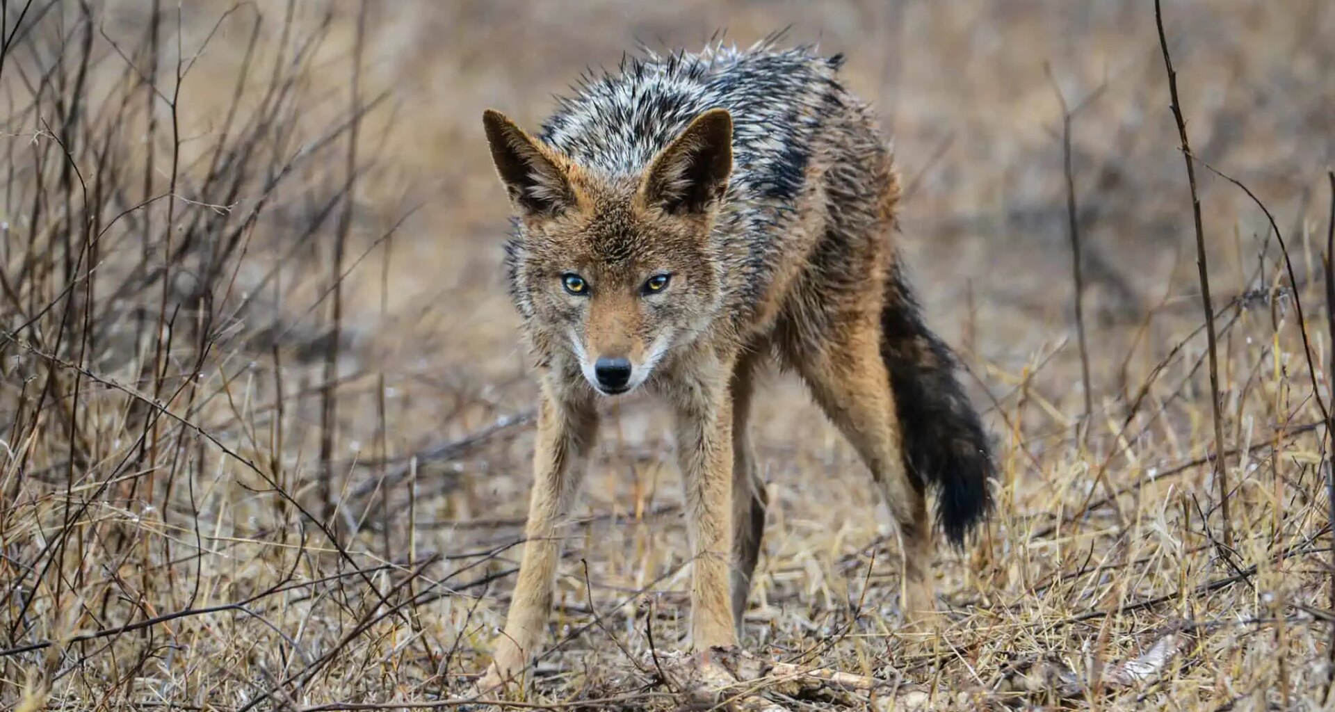 'Coyote Talks' will teach you how to coexist with urban wildlife in Brampton