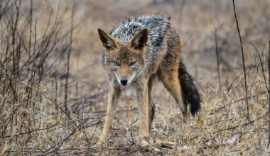 'Coyote Talks' will teach you how to coexist with urban wildlife in Brampton