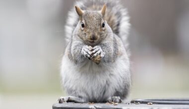 Montreal squirrels change colour depending on the neighbourhood they live in
