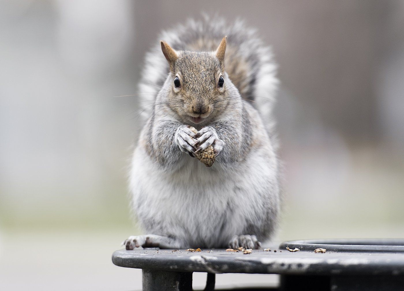 Montreal squirrels change colour depending on the neighbourhood they live in