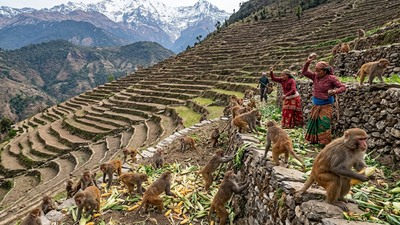 Nepal’s farmers built terraces into steep Himalayan slopes; now growing macaque populations are making it harder to keep their harvests