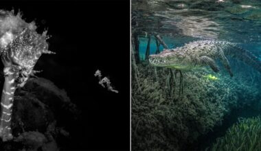 A split-screen image showing a black-and-white close-up of a seahorse on the left and a crocodile swimming underwater on the right.