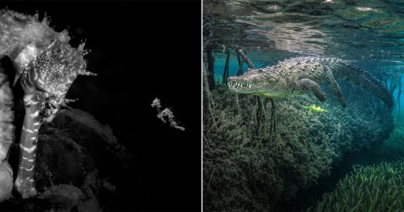 A split-screen image showing a black-and-white close-up of a seahorse on the left and a crocodile swimming underwater on the right.