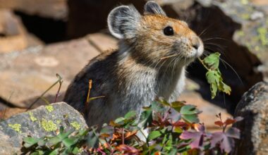 Even the smallest critters are preparing for winter