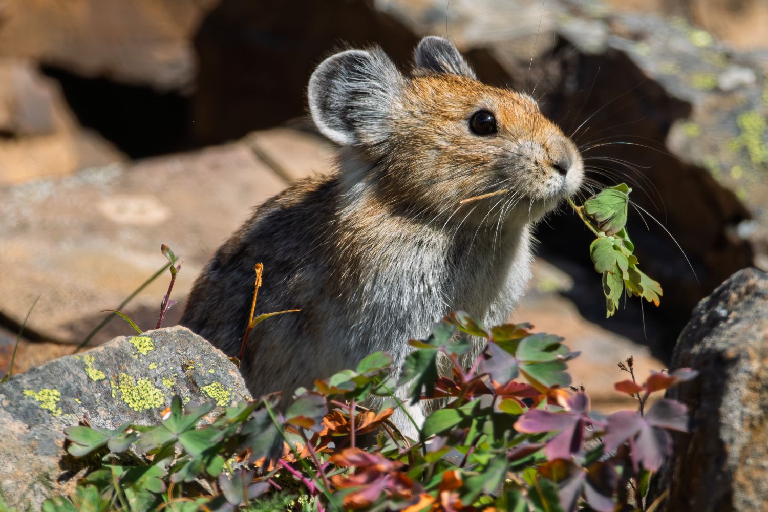 Even the smallest critters are preparing for winter
