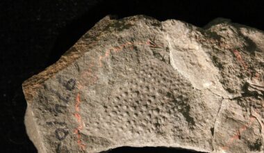 A fossil pincer more than 159 millimetres long has been identified as a scorpion's, after a century in which the animal was most often filed among the crustaceans, and the scorpion reading was still being rejected in 2024