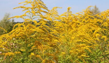 Pollen counts are kicking up some serious allergic reactions for people as August becomes September