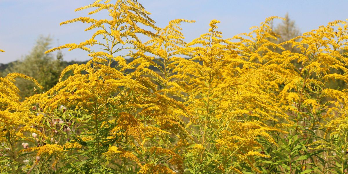 Pollen counts are kicking up some serious allergic reactions for people as August becomes September