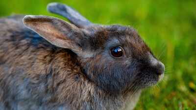 In 1859, Victoria released 24 wild rabbits for hunting; 91 years later, Australia had 600 million, and the feral pests still caused A$200 million in damage