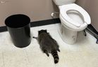 A drunk raccoon is seen passed out in a liquor store bathroom in Ashland, Va. 