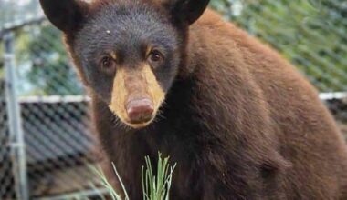 Maple Ridge cub featured in Critter Care sponsorship program
