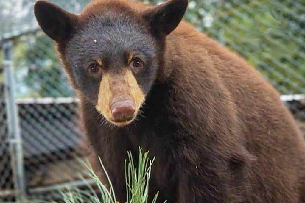 Maple Ridge cub featured in Critter Care sponsorship program
