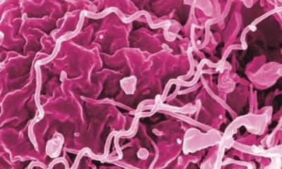 "Farvel", congenital syphilis: how Denmark eliminated mother-to-child transmission • healthcare-in-europe.com