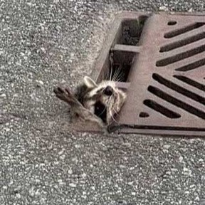 A raccoon is pictured trapped inside a sewage grate in Burlington.