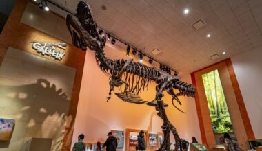 The skeleton of Scotty the T. rex at T. rex Discovery Centre in Eastend.