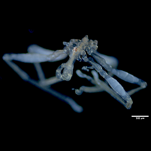 A photo of a new species of sea spider Tanystylum kiixin. Credit: Cormac Toler-Scott