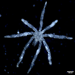 An image of the new sea spider species, Callipallene pilosuspedes. Credit: Cormac Toler-Scott