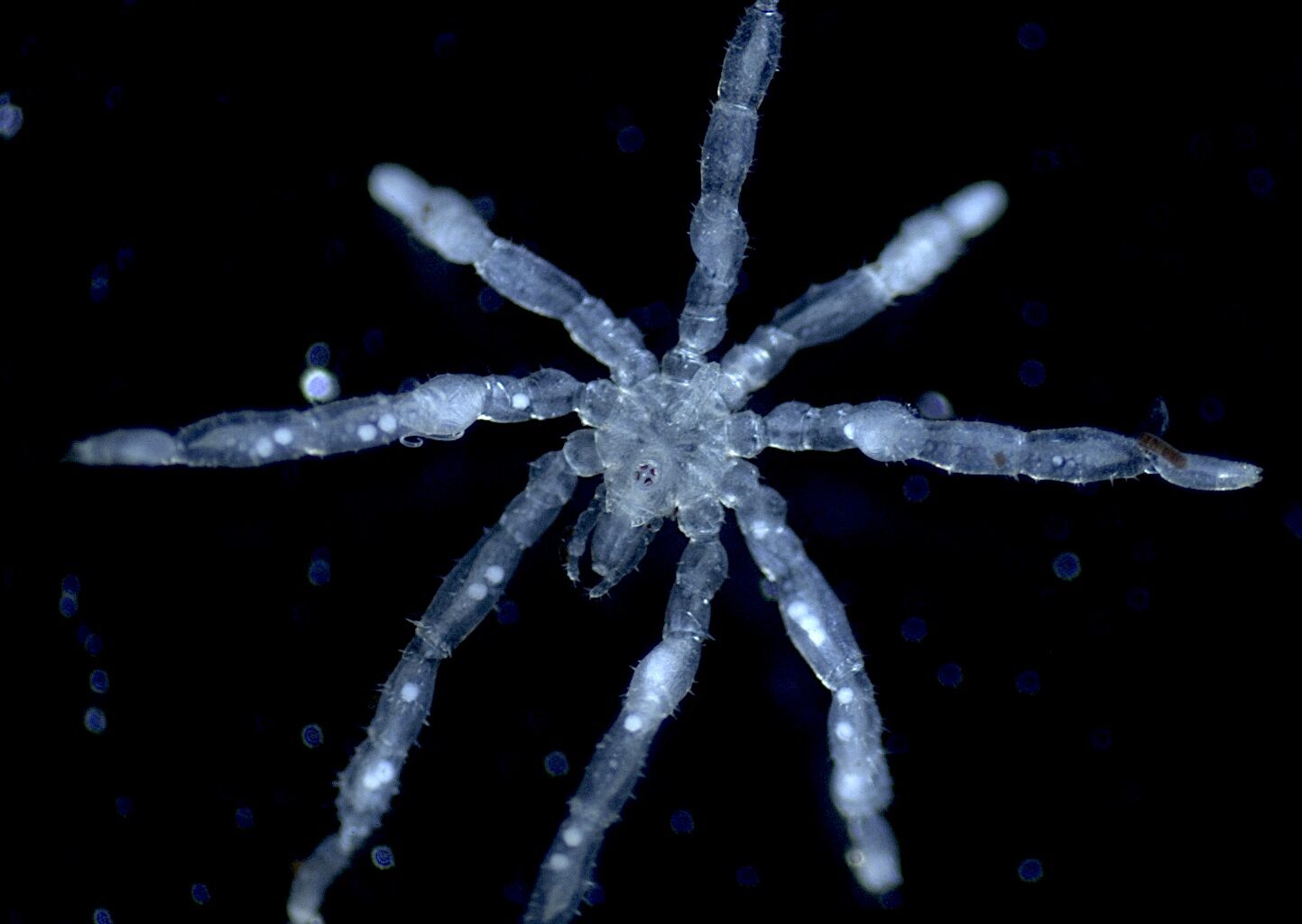'The stuff of nightmares': two new species of sea spiders discovered off the B.C. coast
