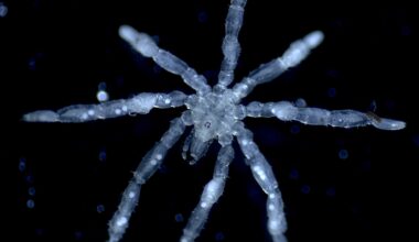 'The stuff of nightmares': two new species of sea spiders discovered off the B.C. coast