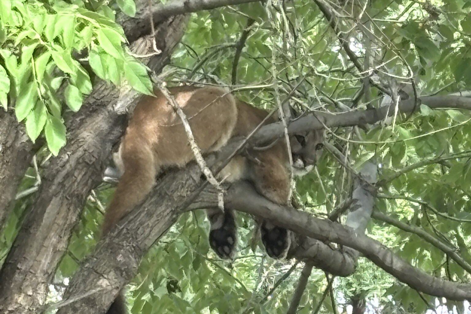 Mountain lion in tree shuts down Westminster road