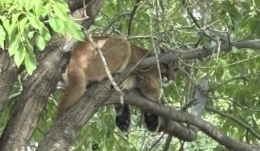 Mountain lion in tree shuts down Westminster road