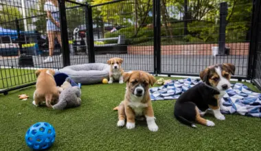 Tennis players increasingly take dogs to tournaments — Asharq Al-Awsat