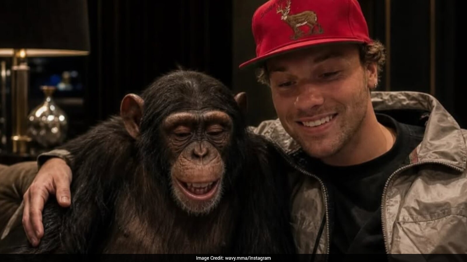 Man Vs Chimpanzee: MMA Fighter's Fight Plan Ends With Call To Protect Wildlife