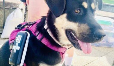 Naloxone saves Vancouver Island dog ‘Birdie’ from potential OD