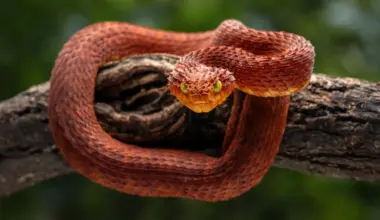 Scientists discover a powerful new antivenom hidden in rattlesnake blood